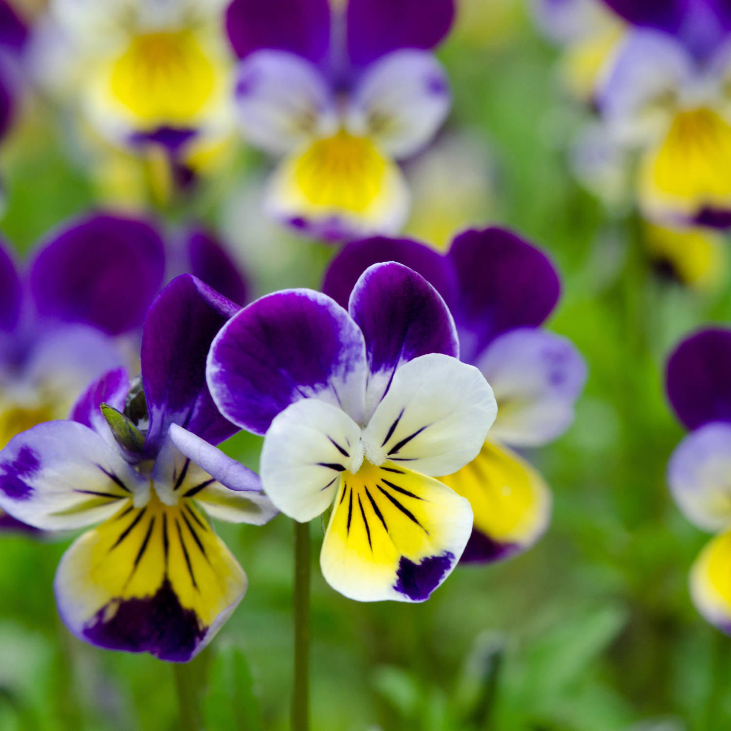 Bedding & Annual Plants