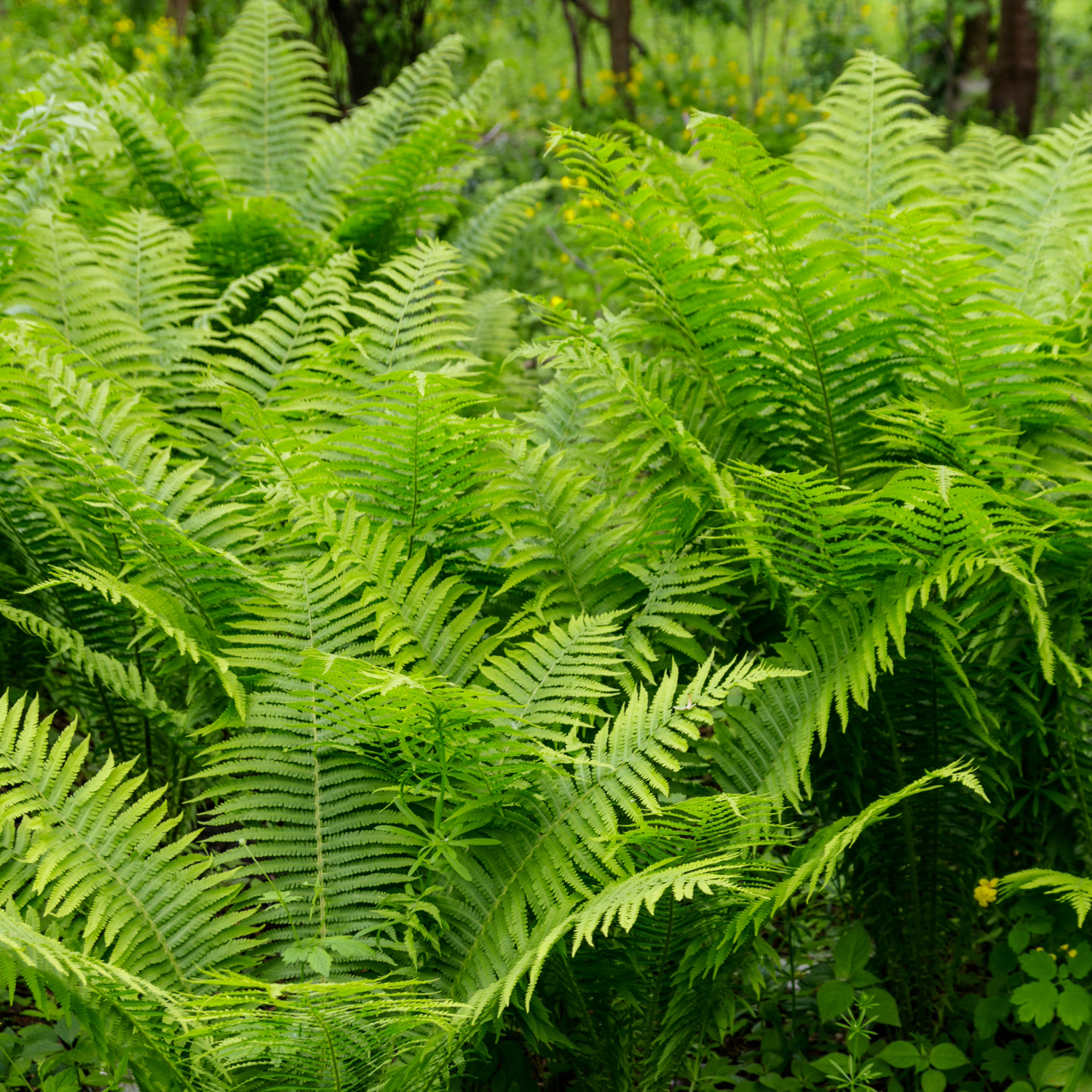 Hardy Plants
