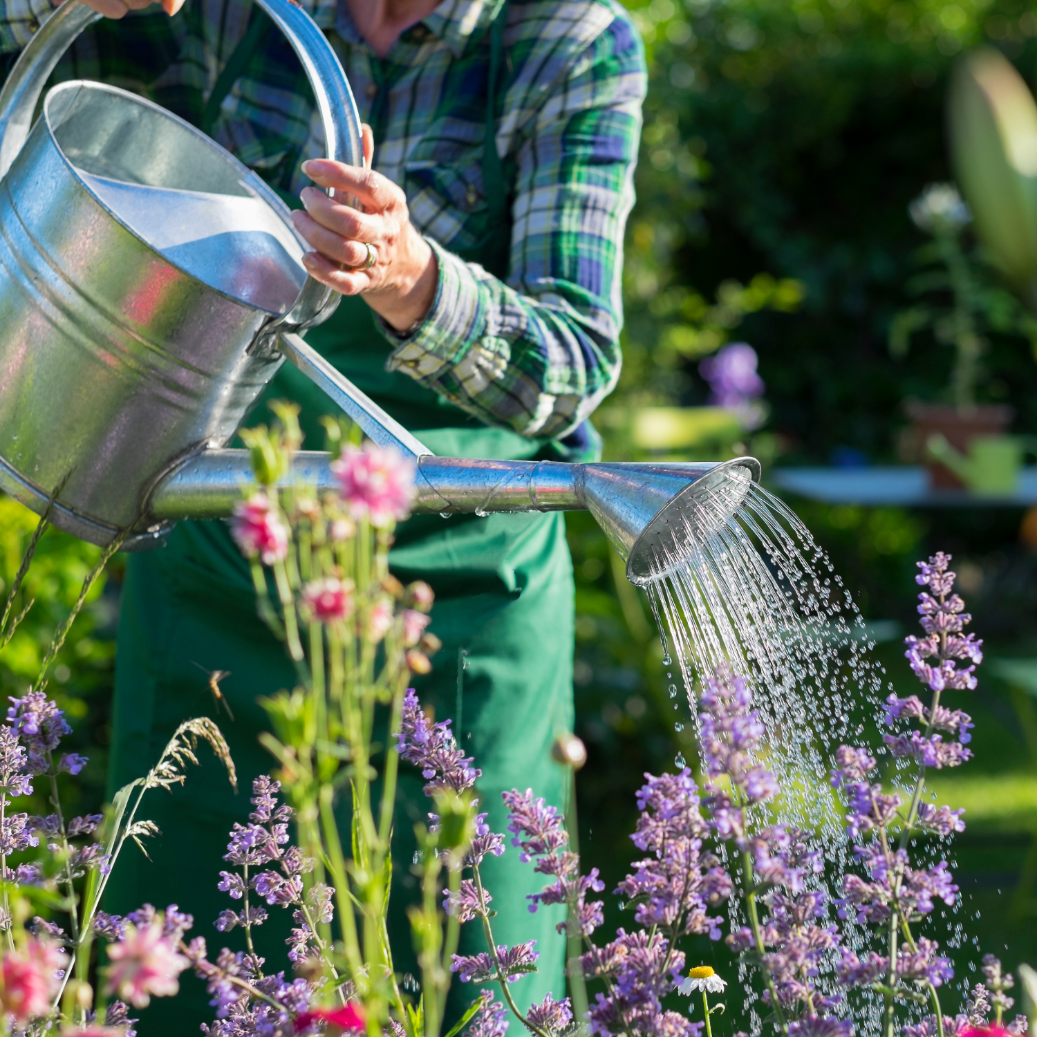 Plant & Lawn Care