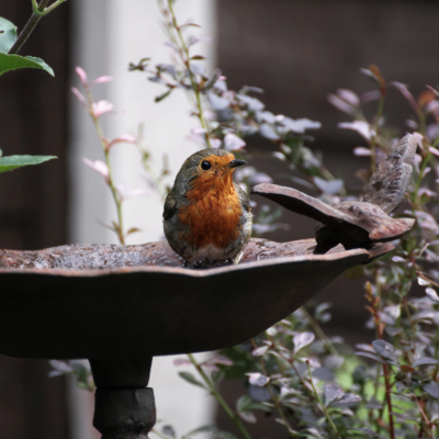 Bird Baths