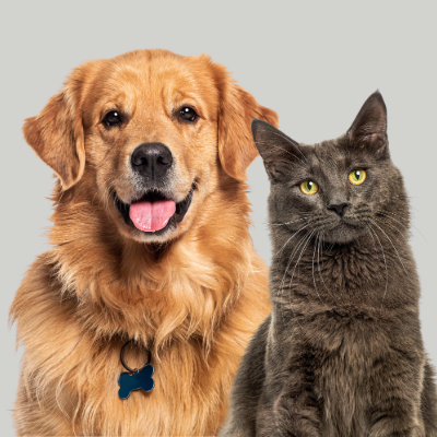 Pet Toilet Products