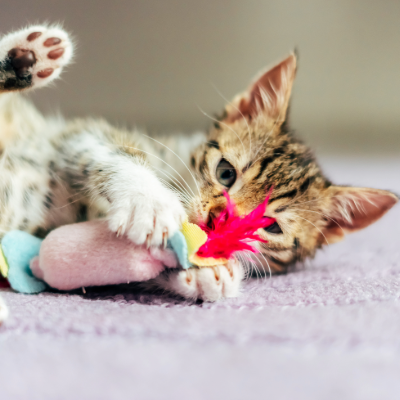 Toys & Play Time
