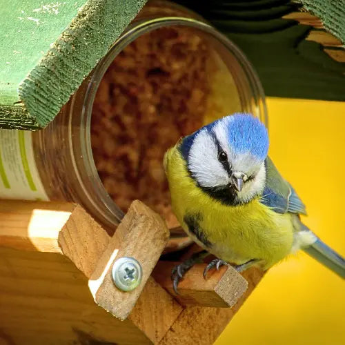 Wild Bird Care