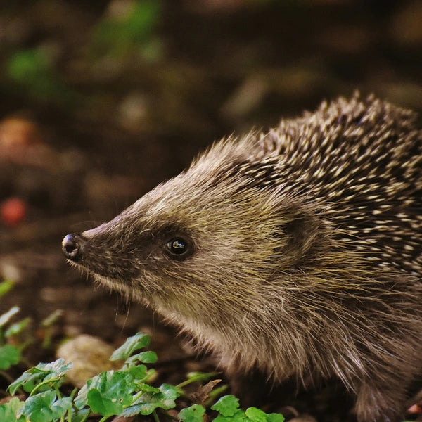 Wildlife Products