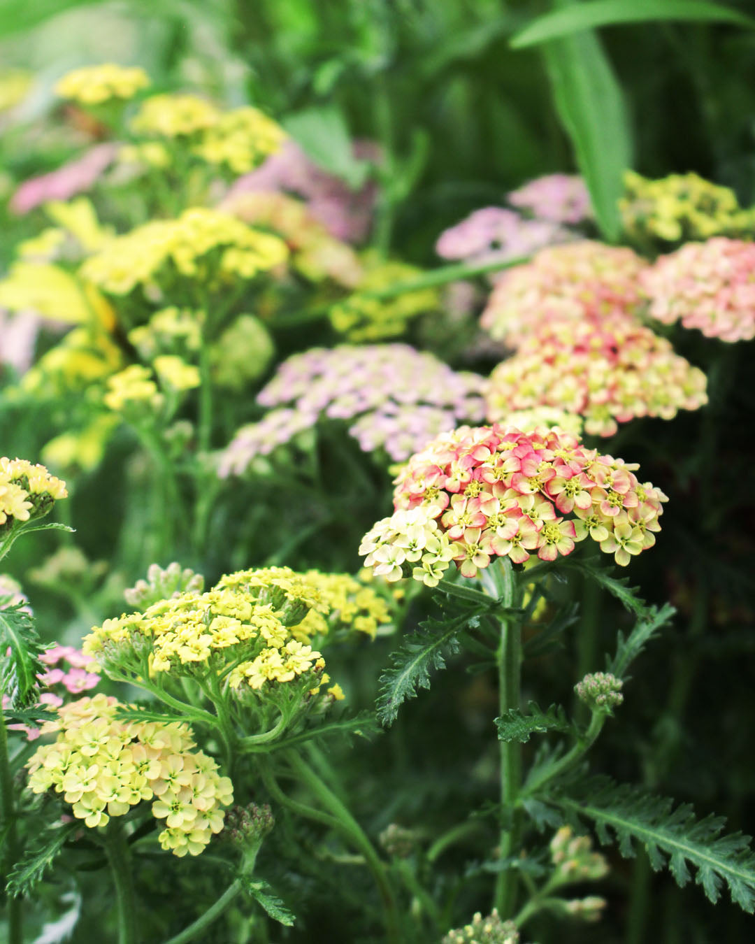Achillea 'Yarrow' Milly Rock Mix Masters Dance 2L