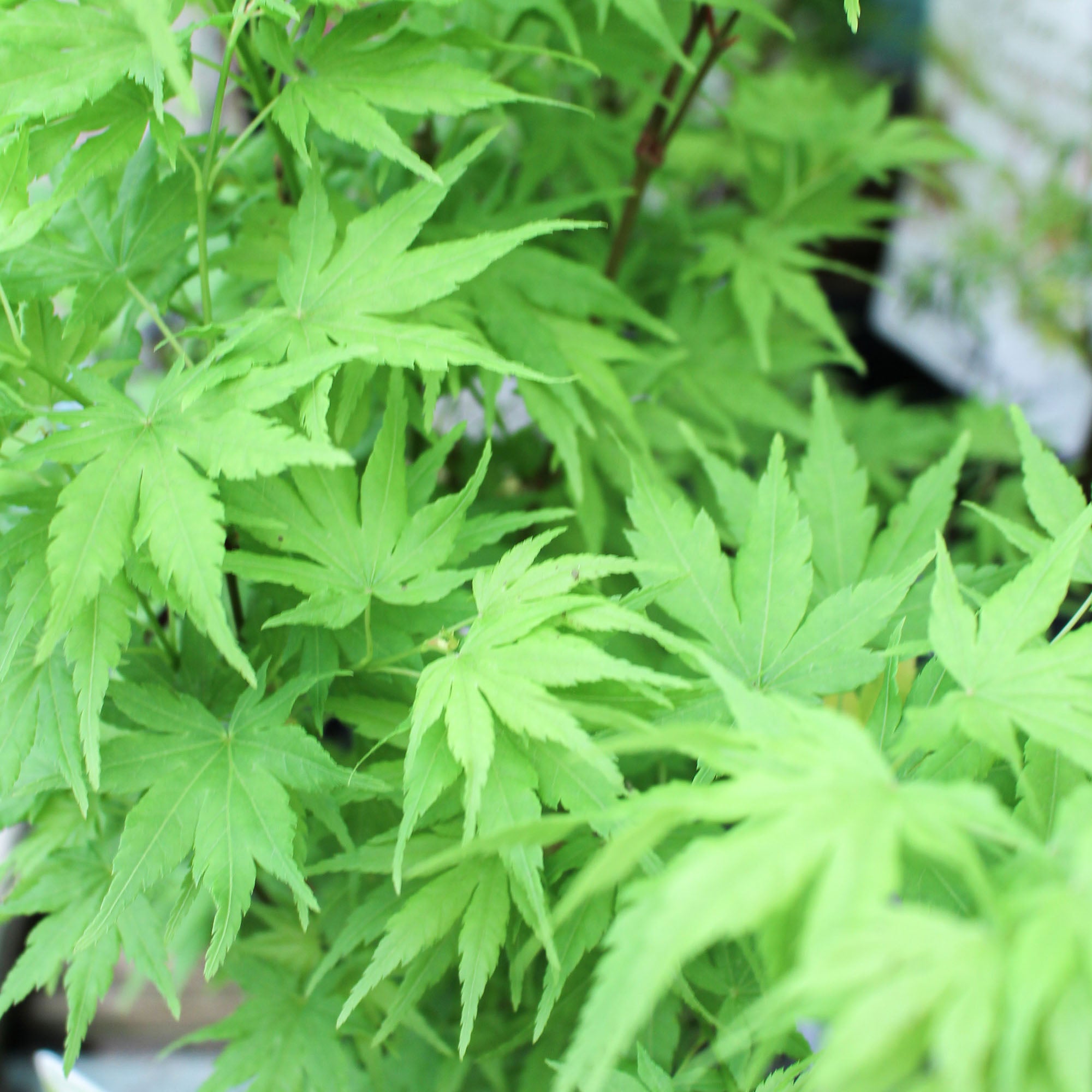 Acer Palmatum 19cm