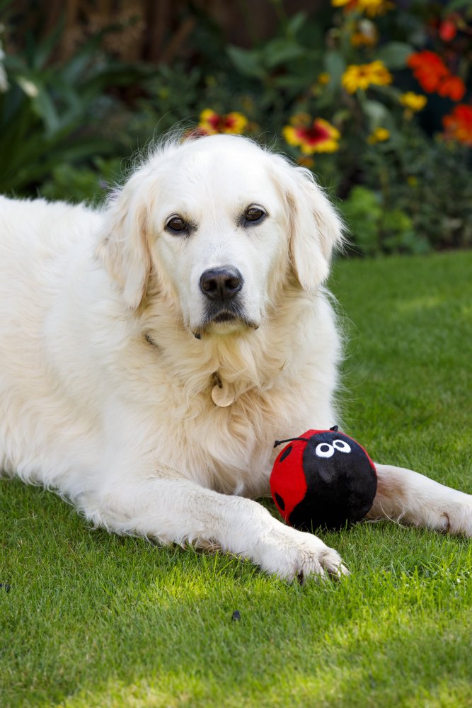 Petface Buddies Lindy Ladybird Plush Dog Toy