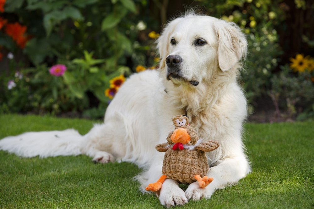 Petface Buddies Chunky Chicken Plush Dog Toy