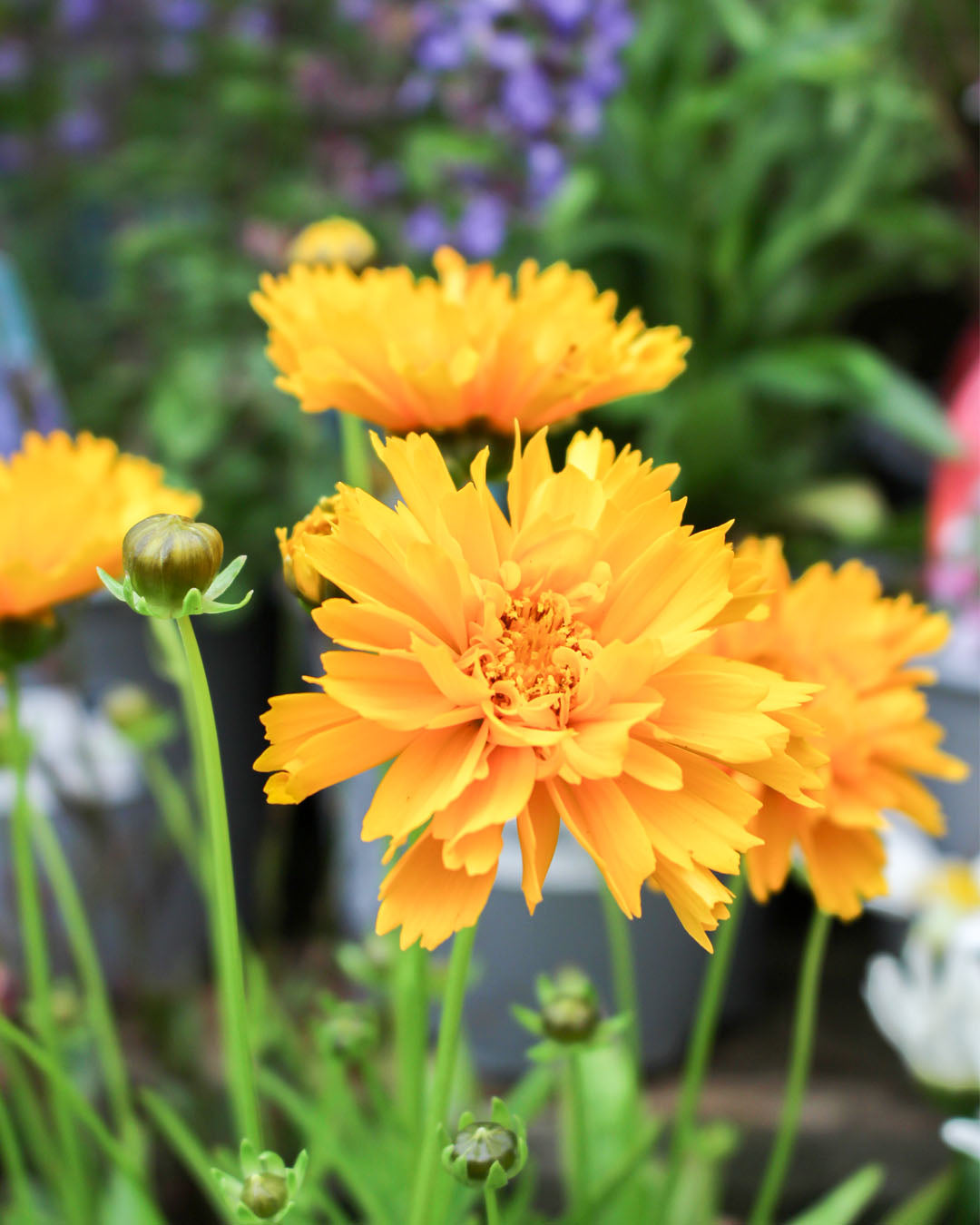 Coreopsis 'Tickseed' Early Sunrise 1L