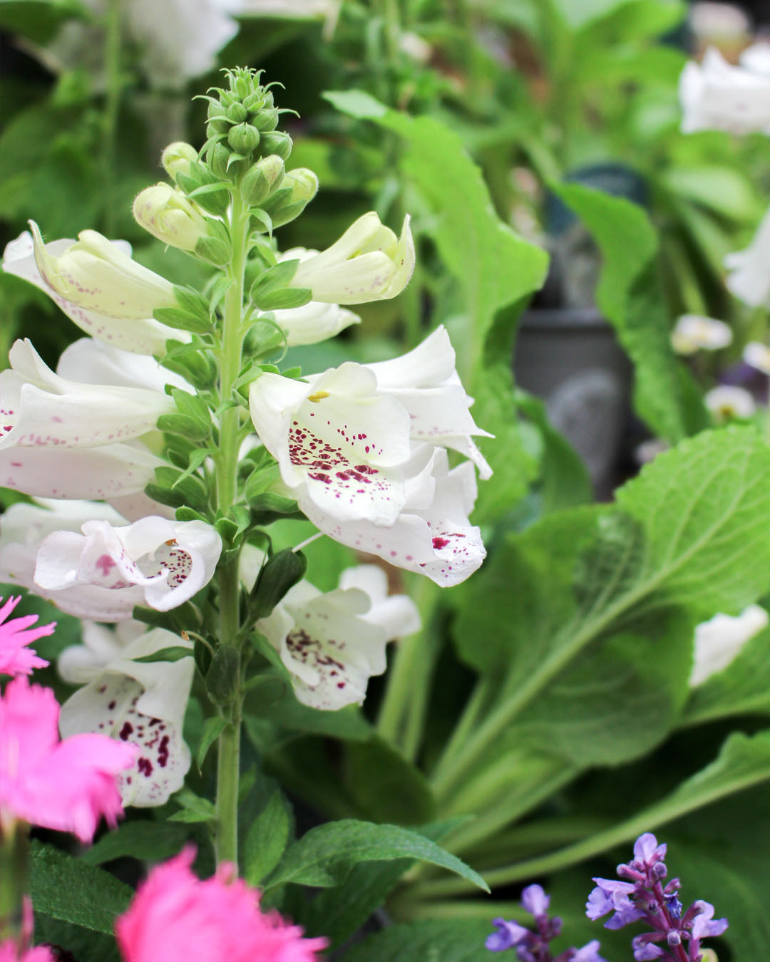 Digitalis 'Dalmatian White' 1L
