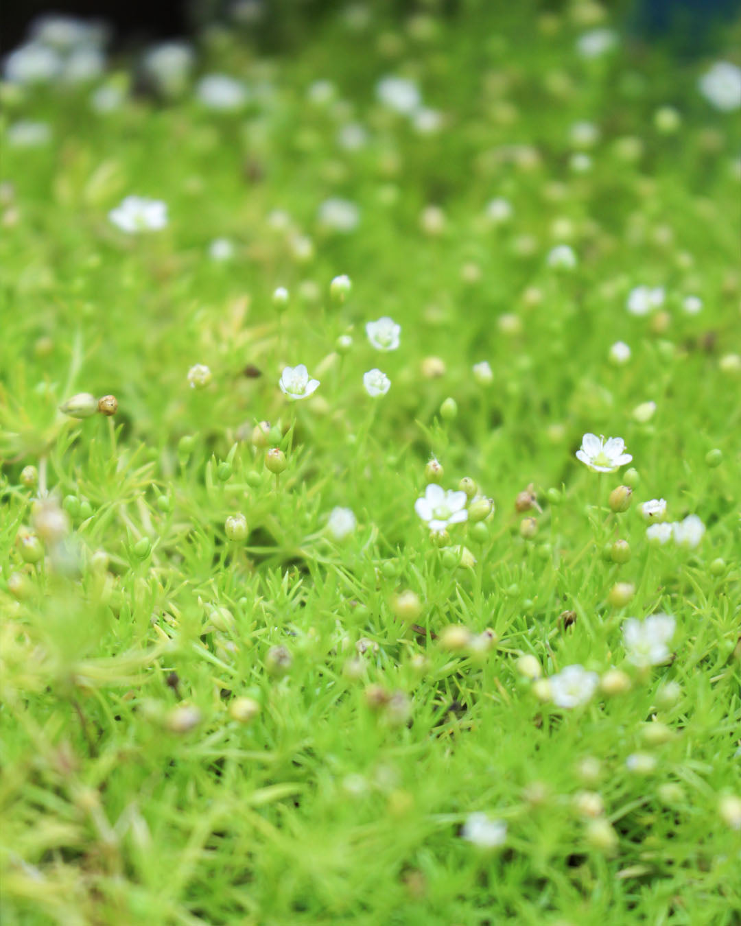 Sagina Subulata Aurea 'Golden Irish Moss' 1L