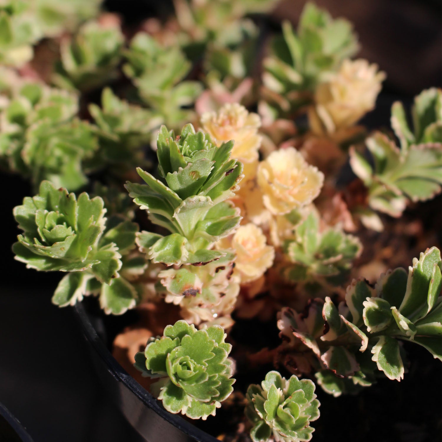 Sedum Atlantis 1L