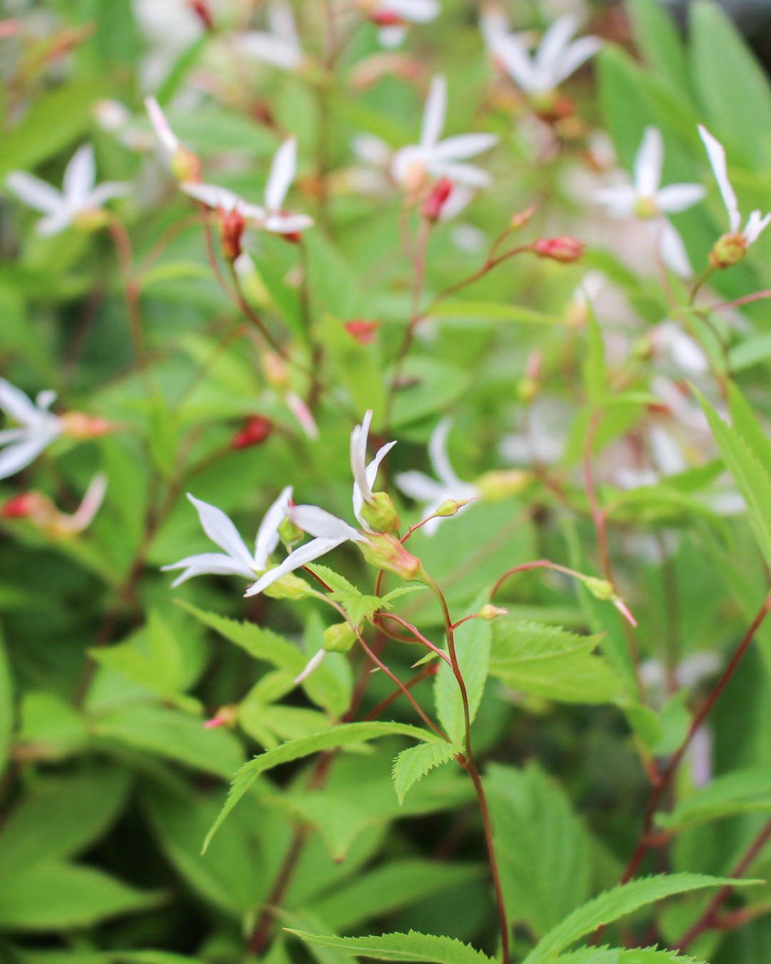 Gillenia Trifoliata 'Bowman's Root' 2L