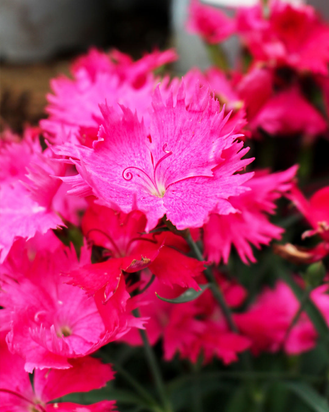 Dianthus 'Pinky McPink Face' 1L