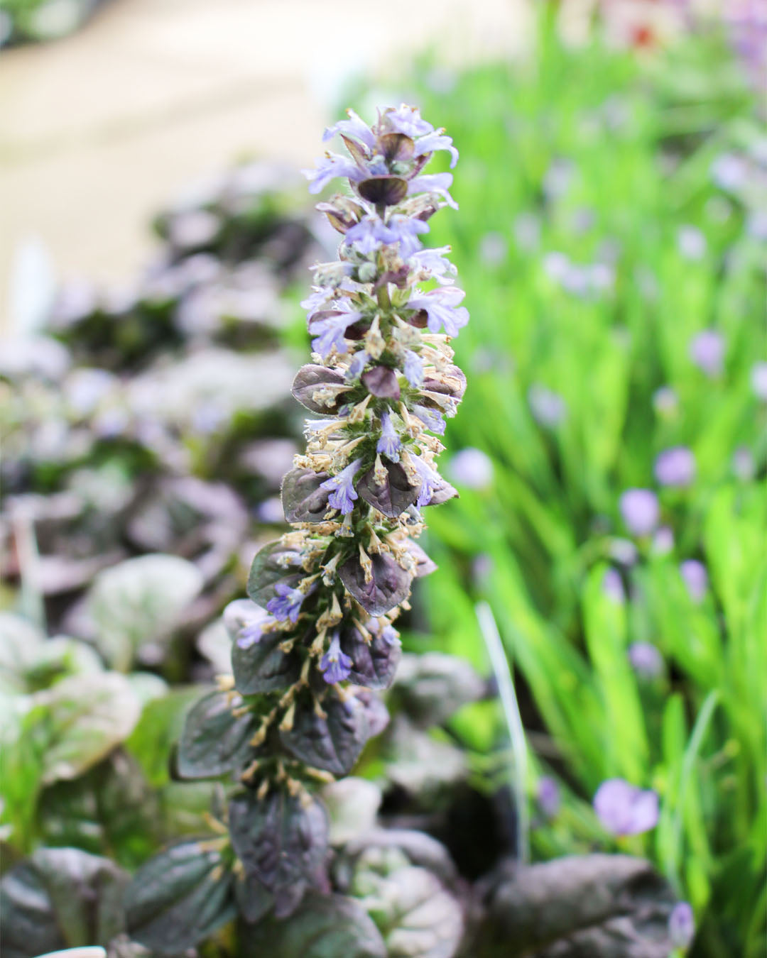 Ajuga 'Best Buddies Espresso' 1L