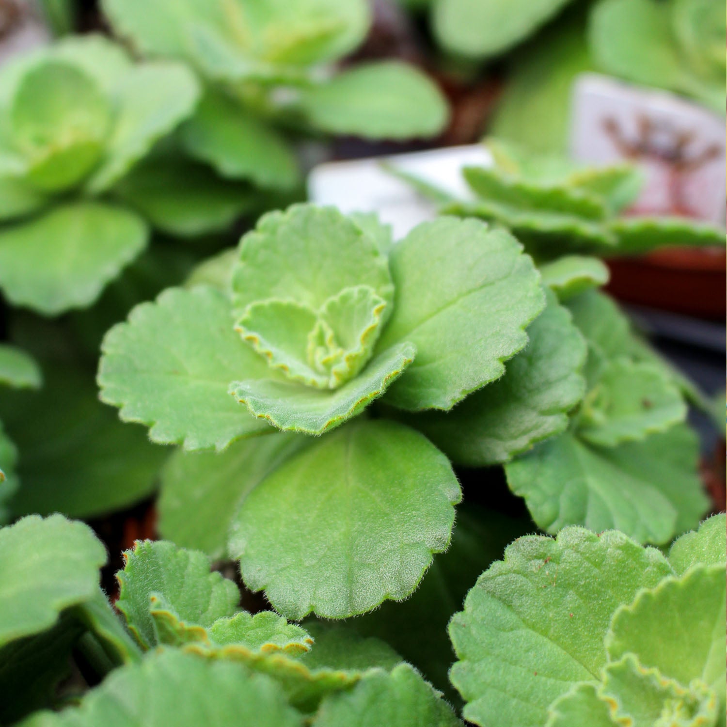 Coleus Caninus 'Scaredy Cat' 10.5cm