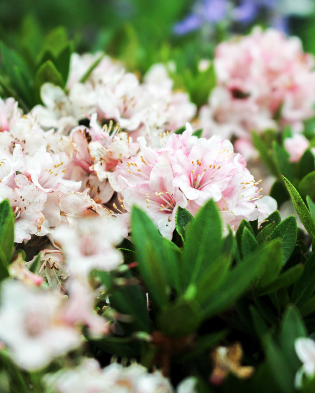 Rhododendron 'Bloombux Pink' 2L