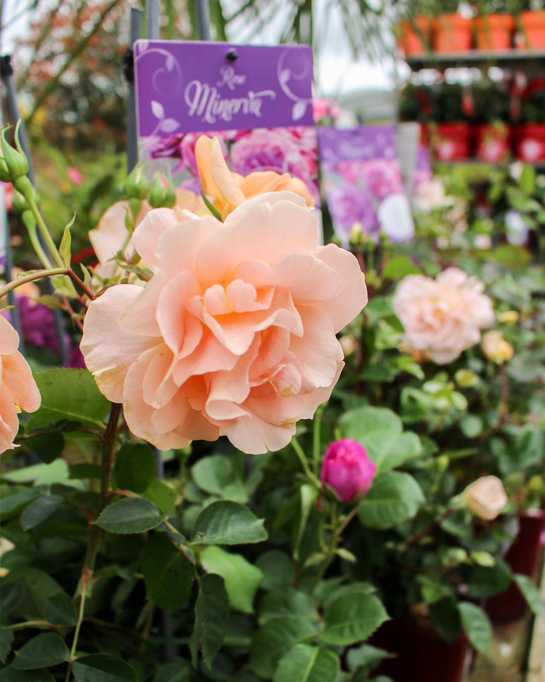 Rosa 'Minerva Bt' 6L