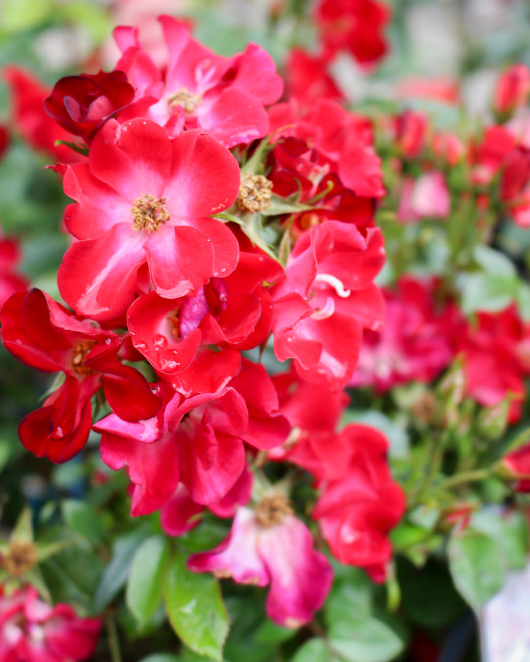 Rosa 'Rosy Boom Colour Change' 6L