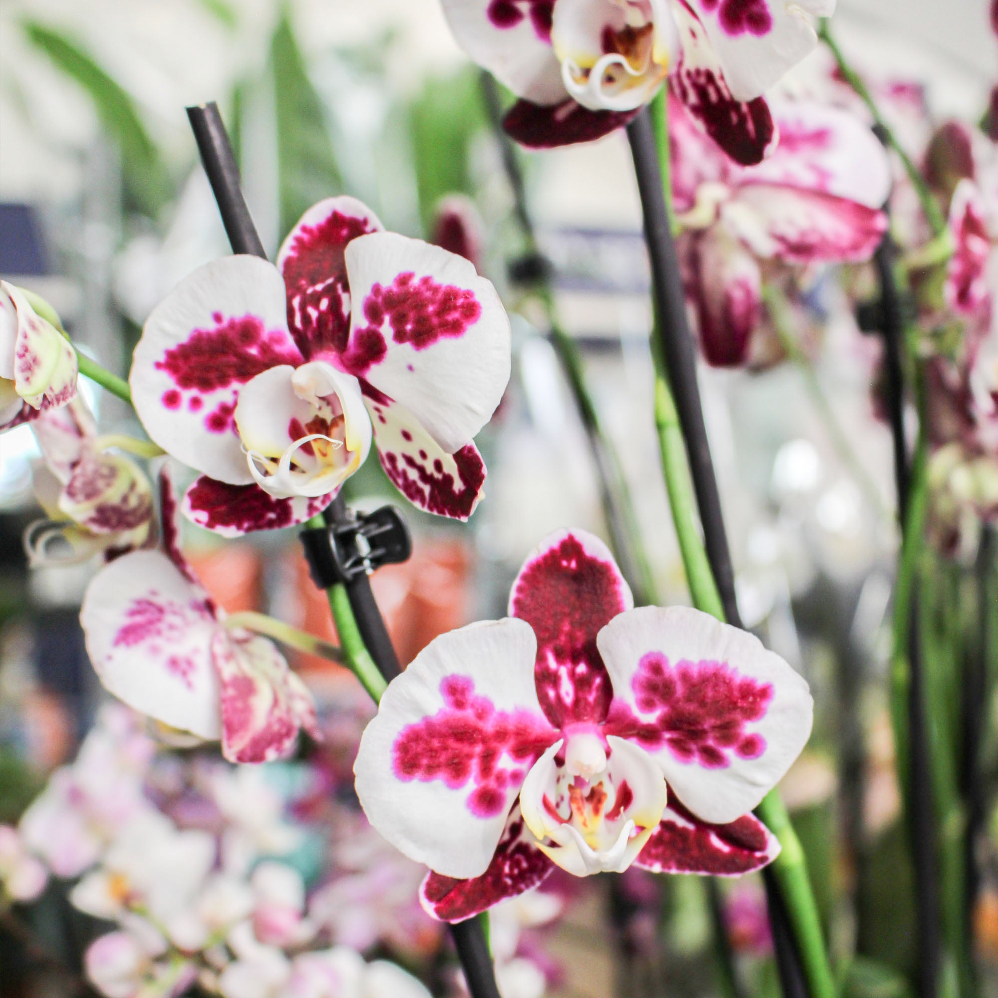 Phalaenopsis 'Moth Orchid' Triple Stem Marrakesh 12cm
