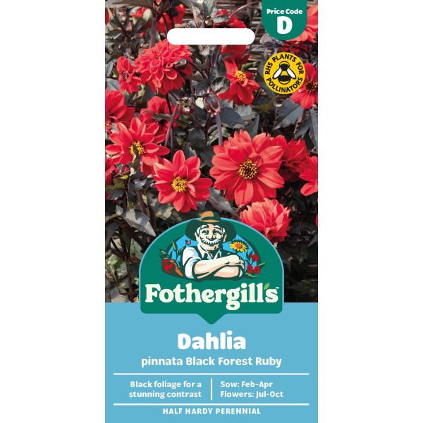Mr Fothergills Dahlia Pinnata Black Forest Ruby