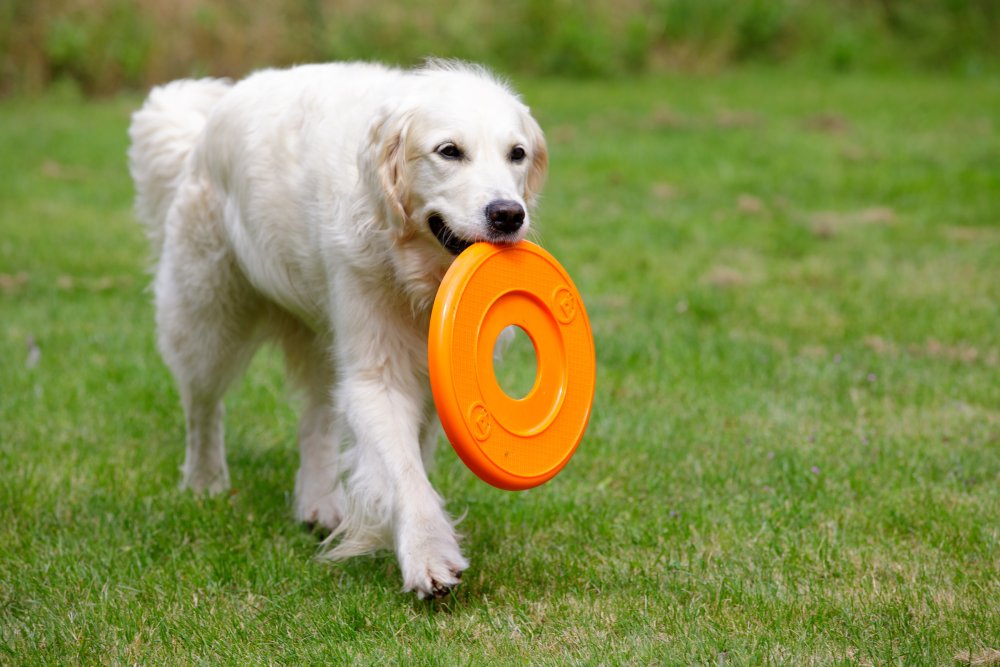 Petface Seriously Strong Flyer Dog Toy
