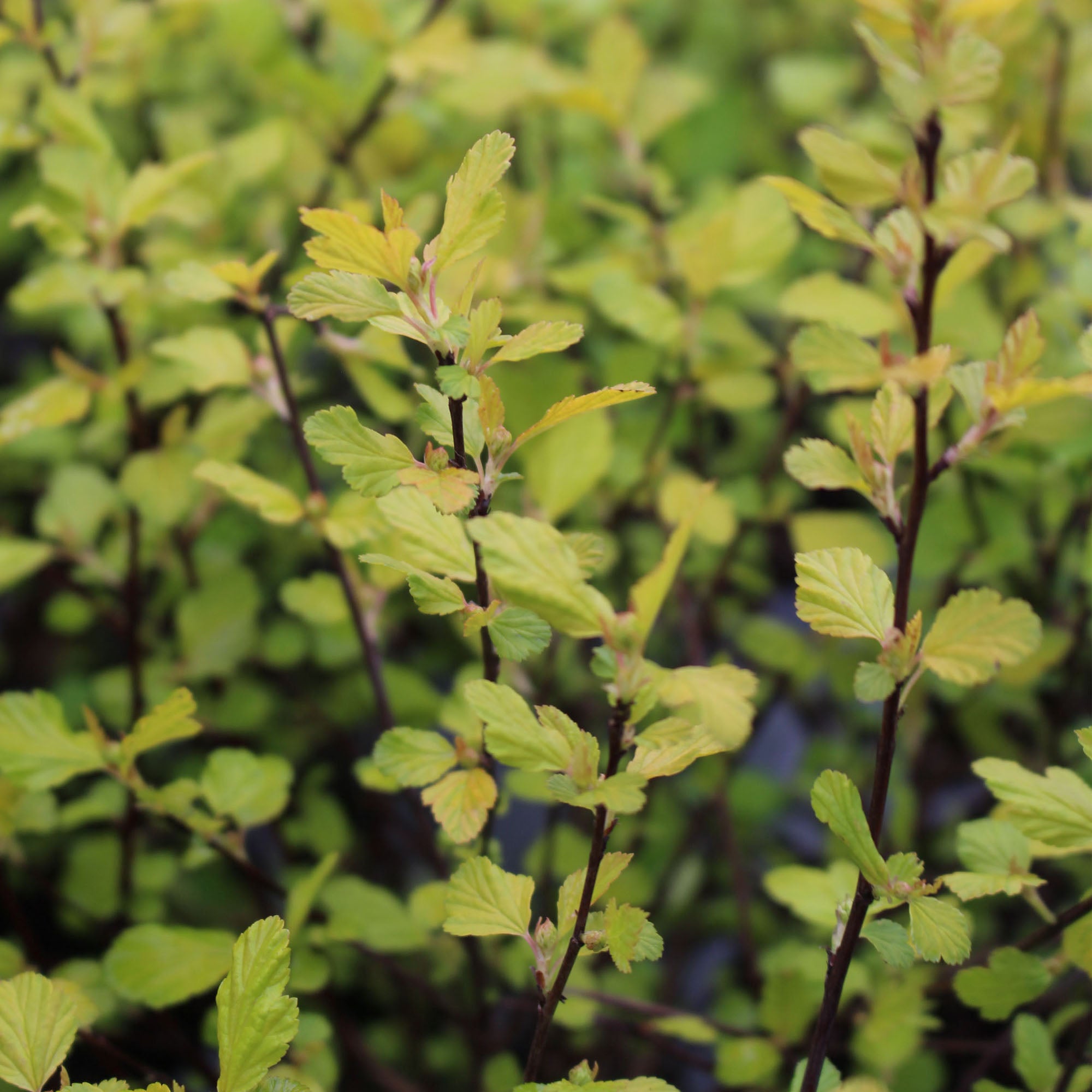 Physocarpus Tiny Wine Gold 3L