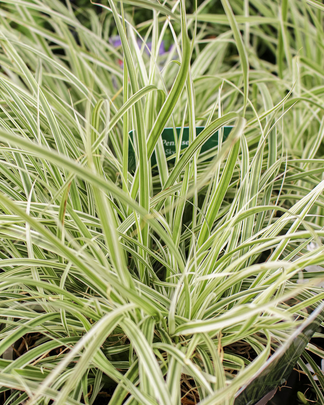 Pennisetum 'Fountain Grass' Sky Rocket 2L
