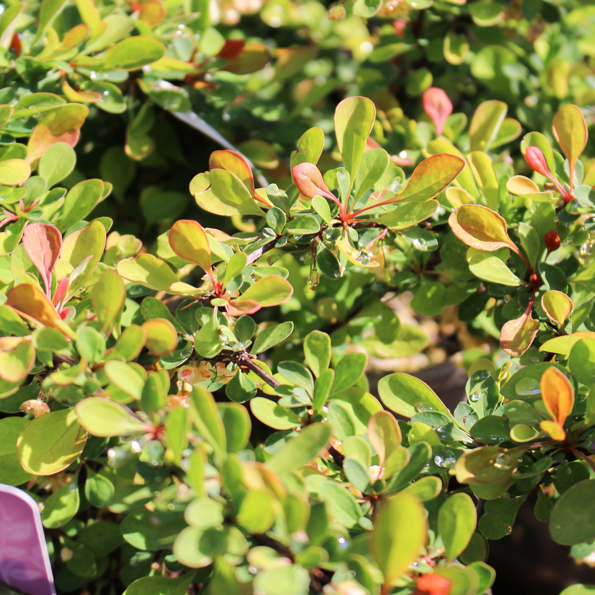 Berberis Starburst 3L