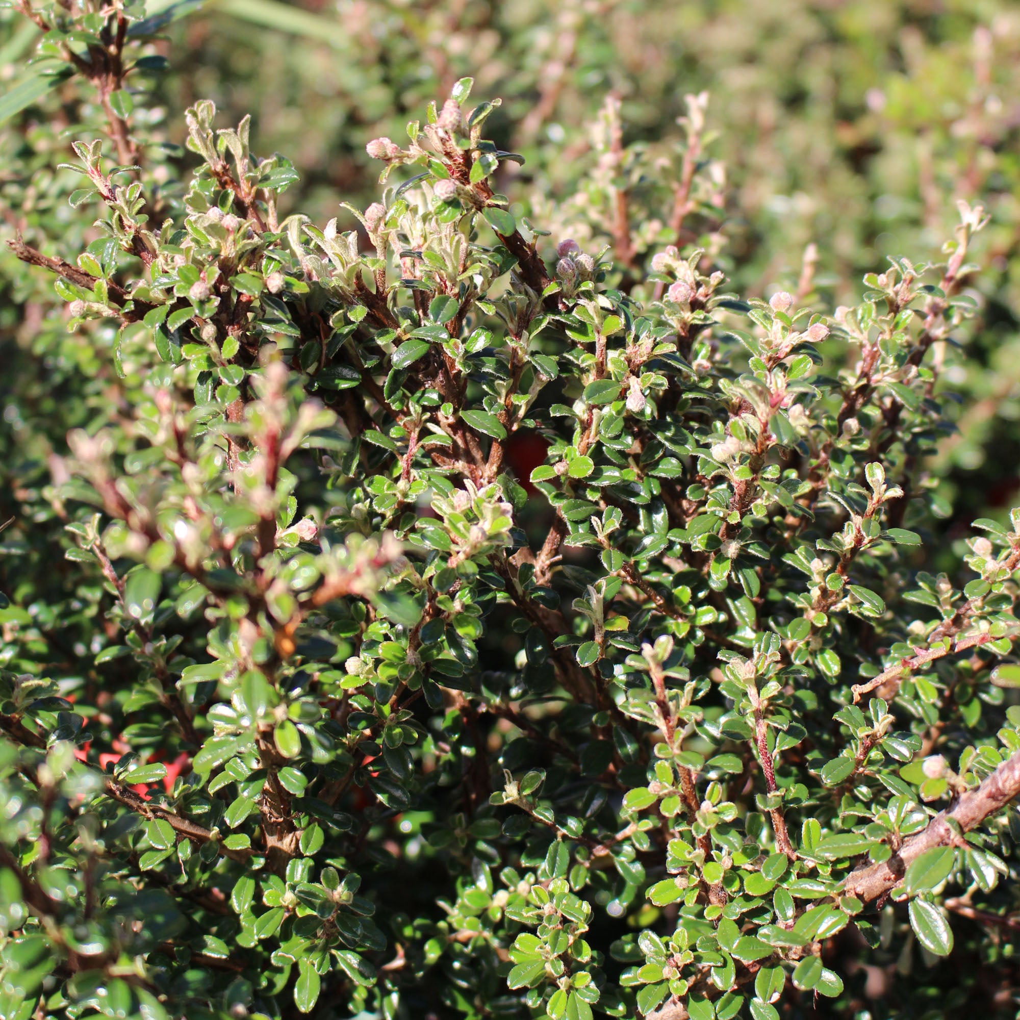 Cotoneaster Microphyllus 2L