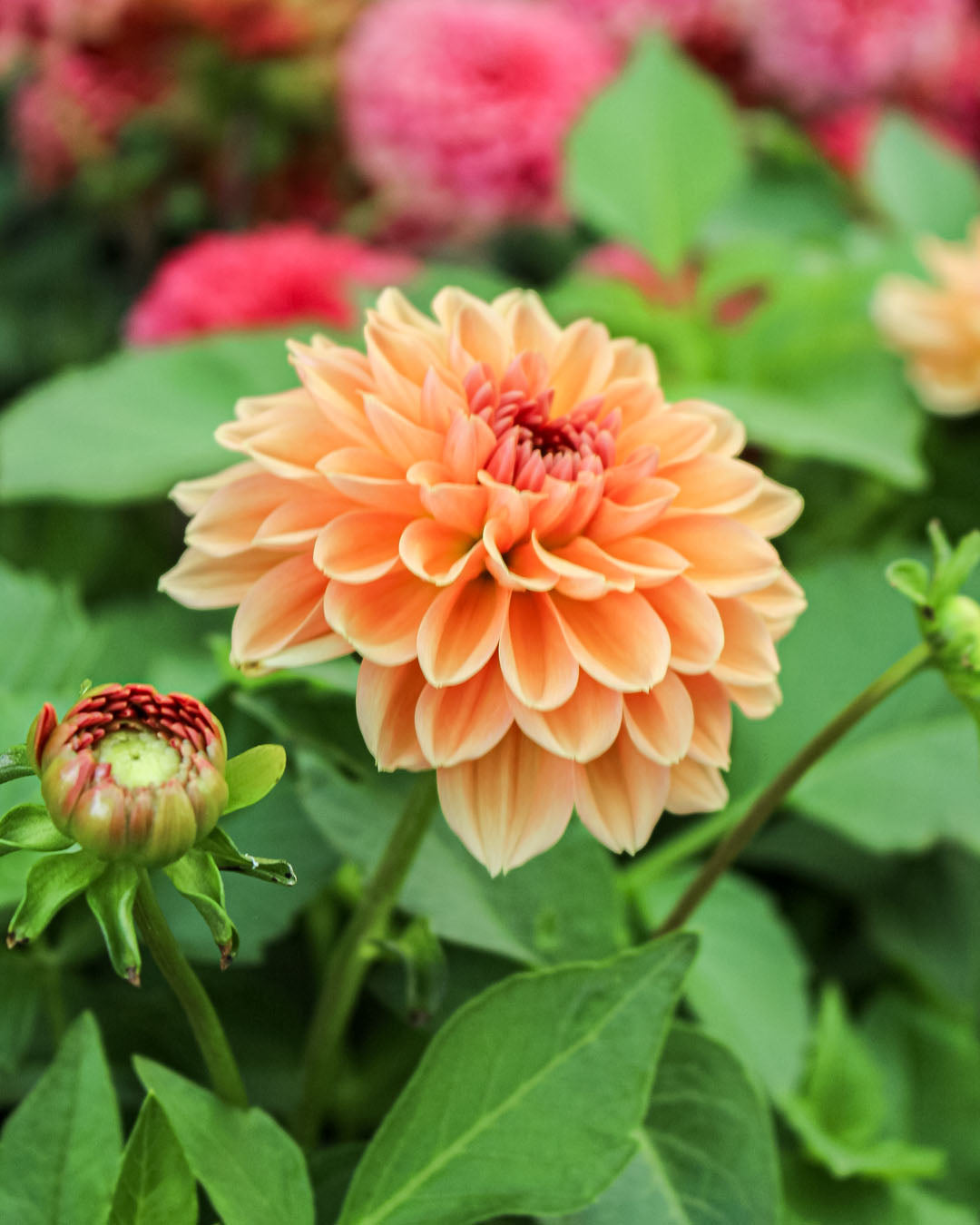 Dahlia Dalina Maxi Mango 3L