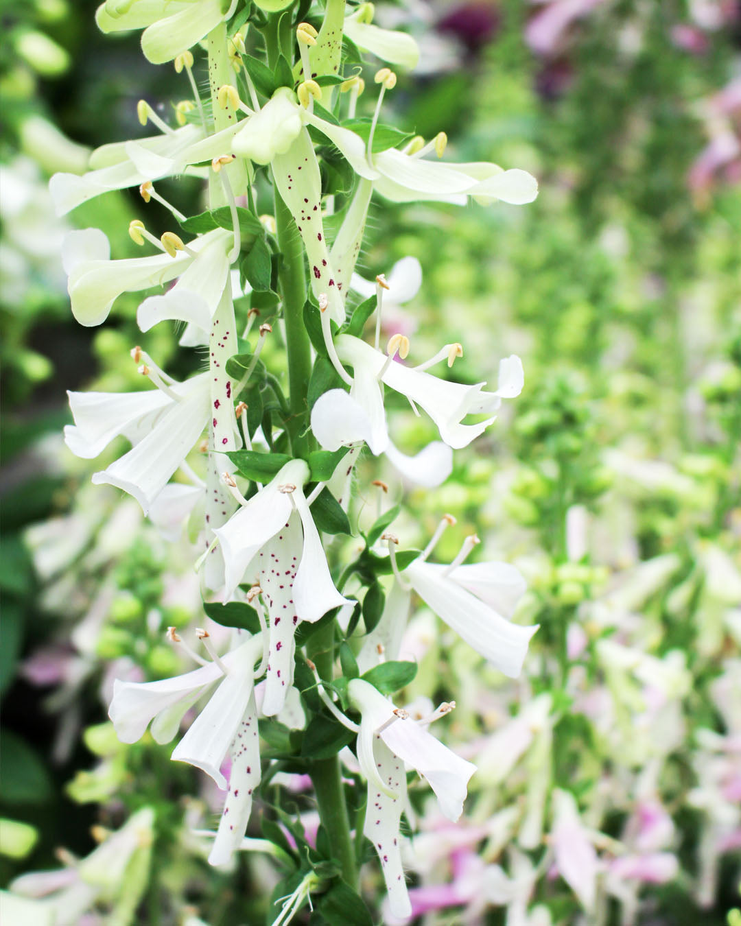 Digitalis 'Apple Blossom' 2L