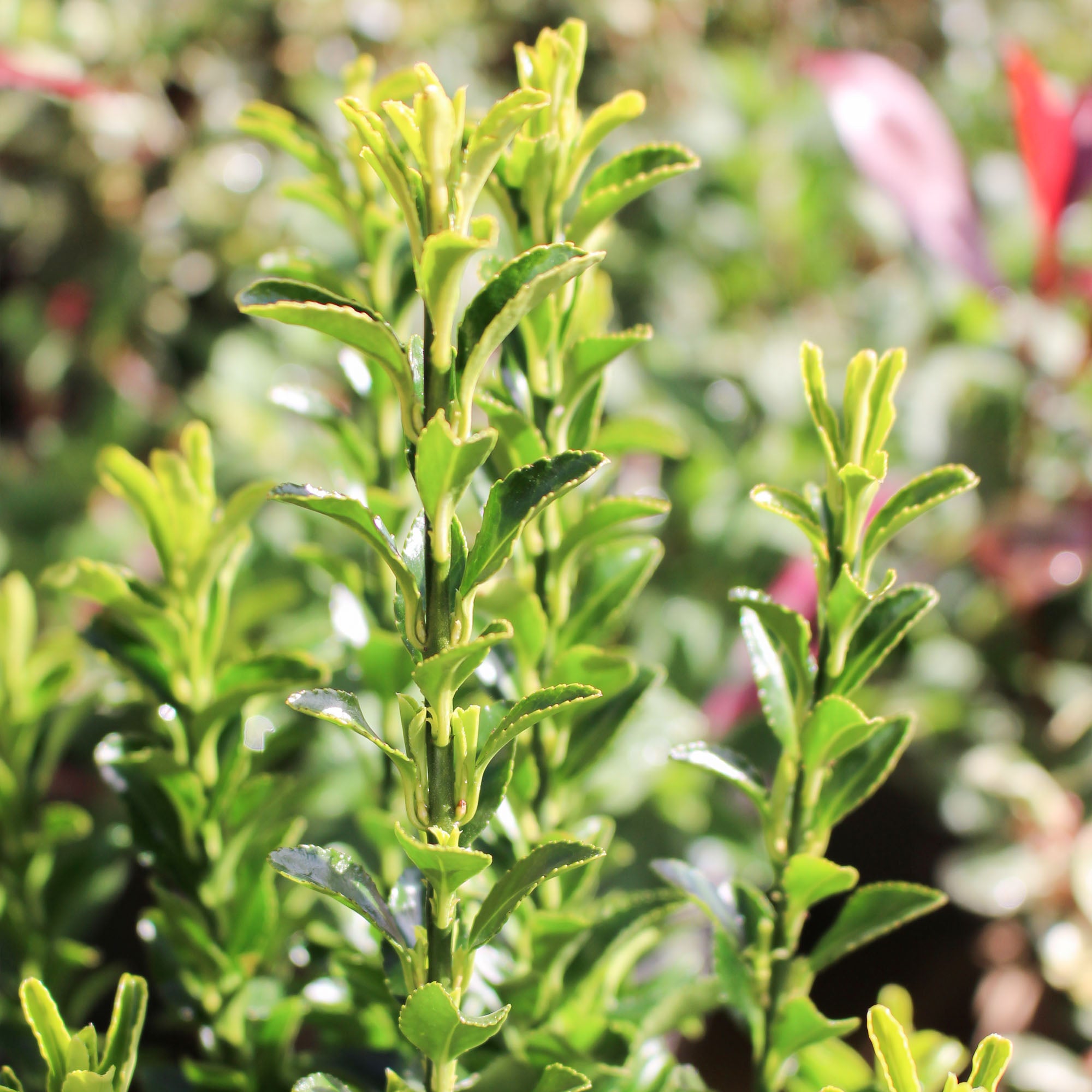 Euonymus Jean Hugues 2L
