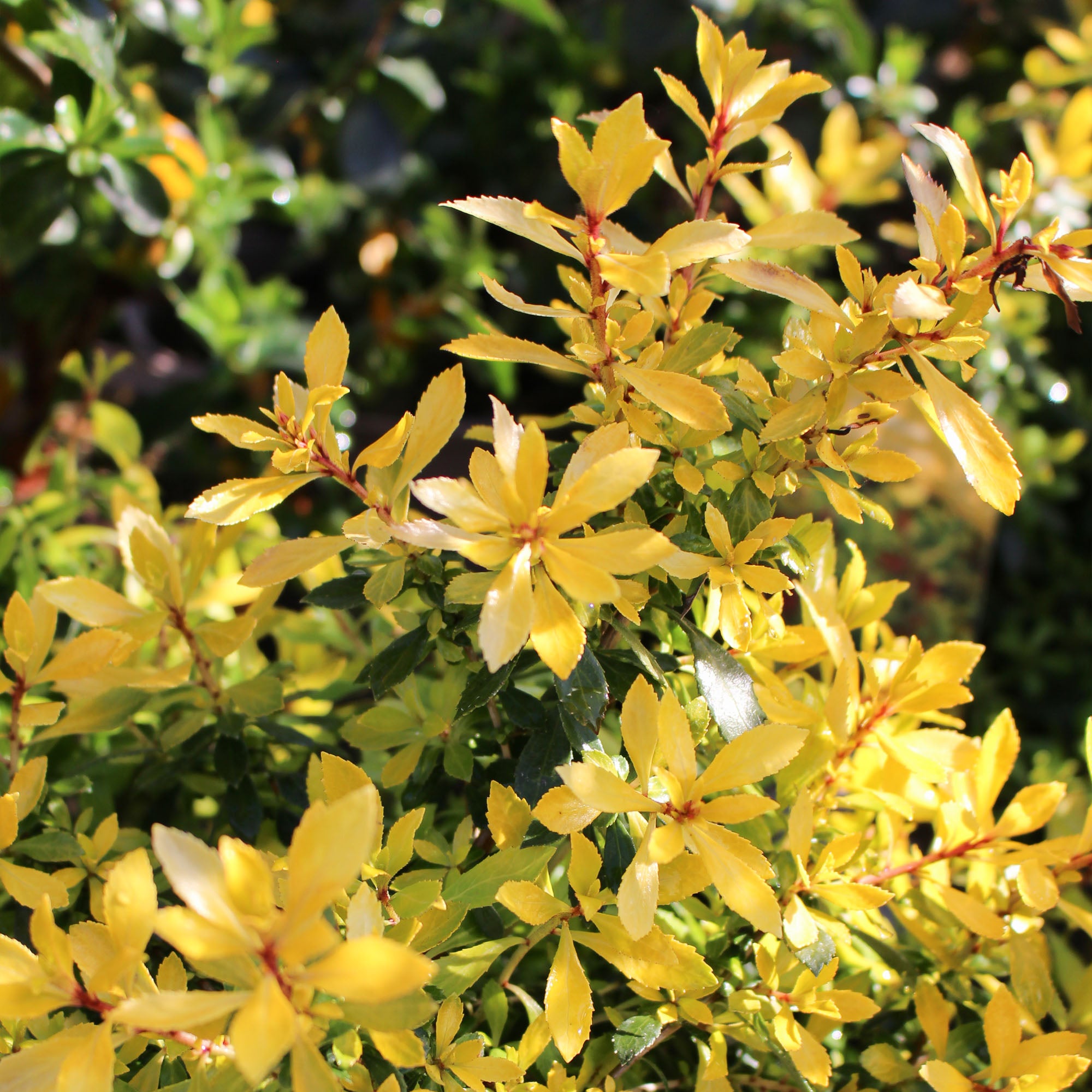 Escallonia Golden Carpet 2L
