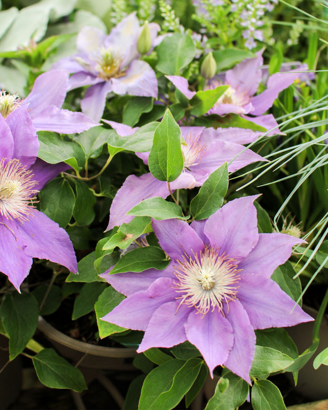 Clematis 'Bijou' 2L