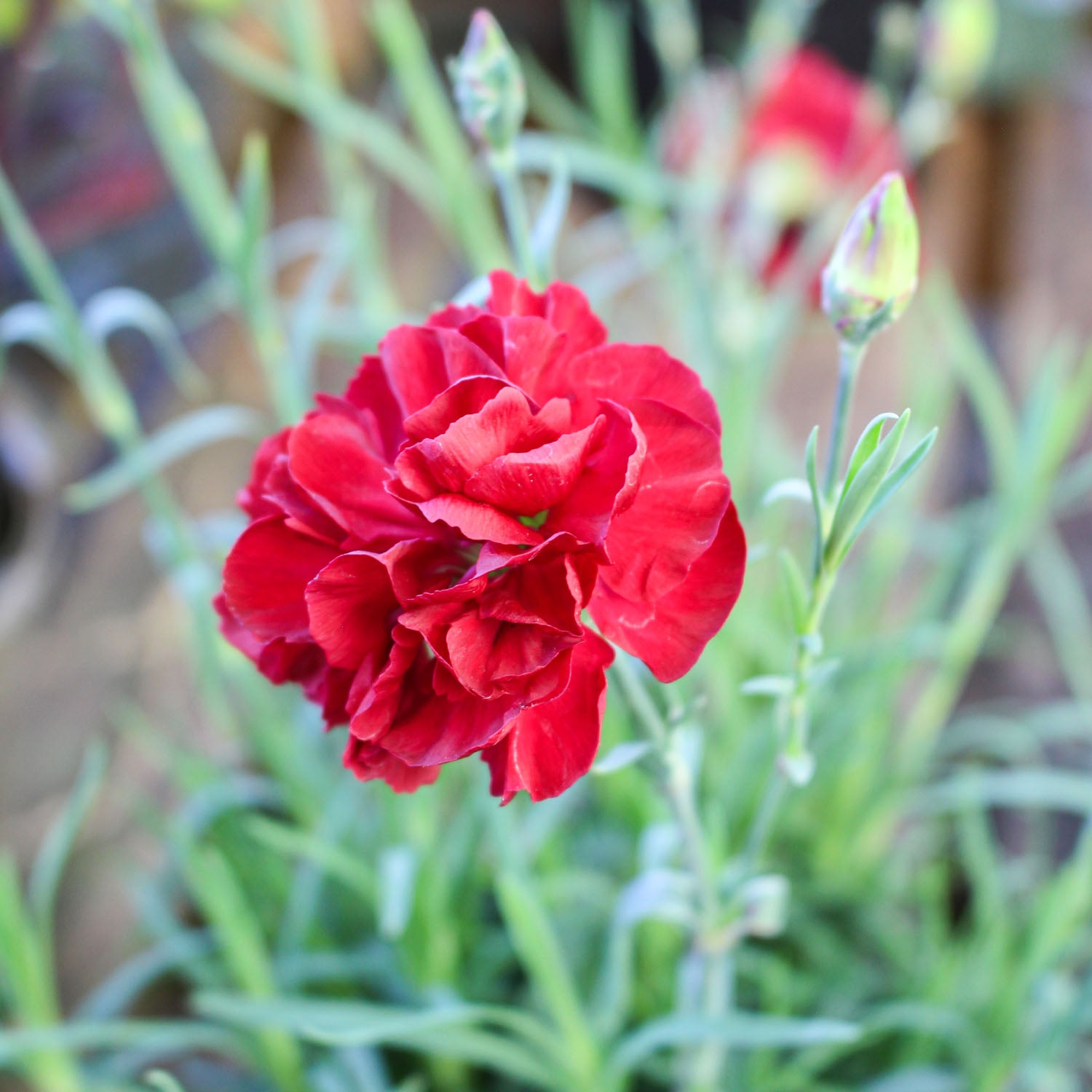 Dianthus Passion 1.5L