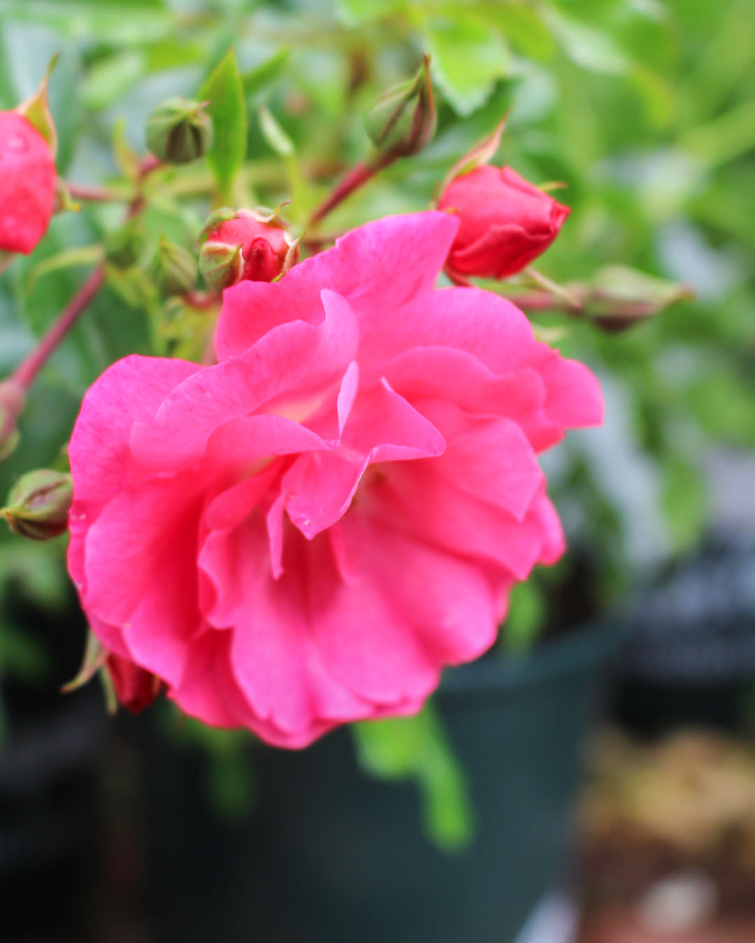 Rosa 'Flower Carpet Pink' 3LD
