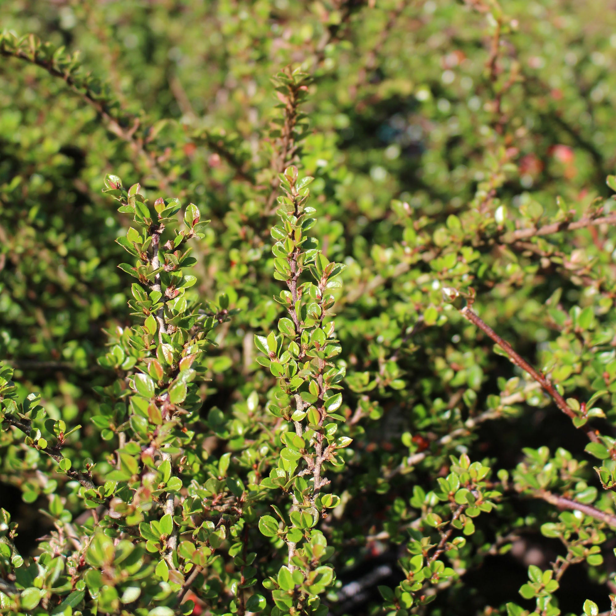 Cotoneaster Horizontalis 3L