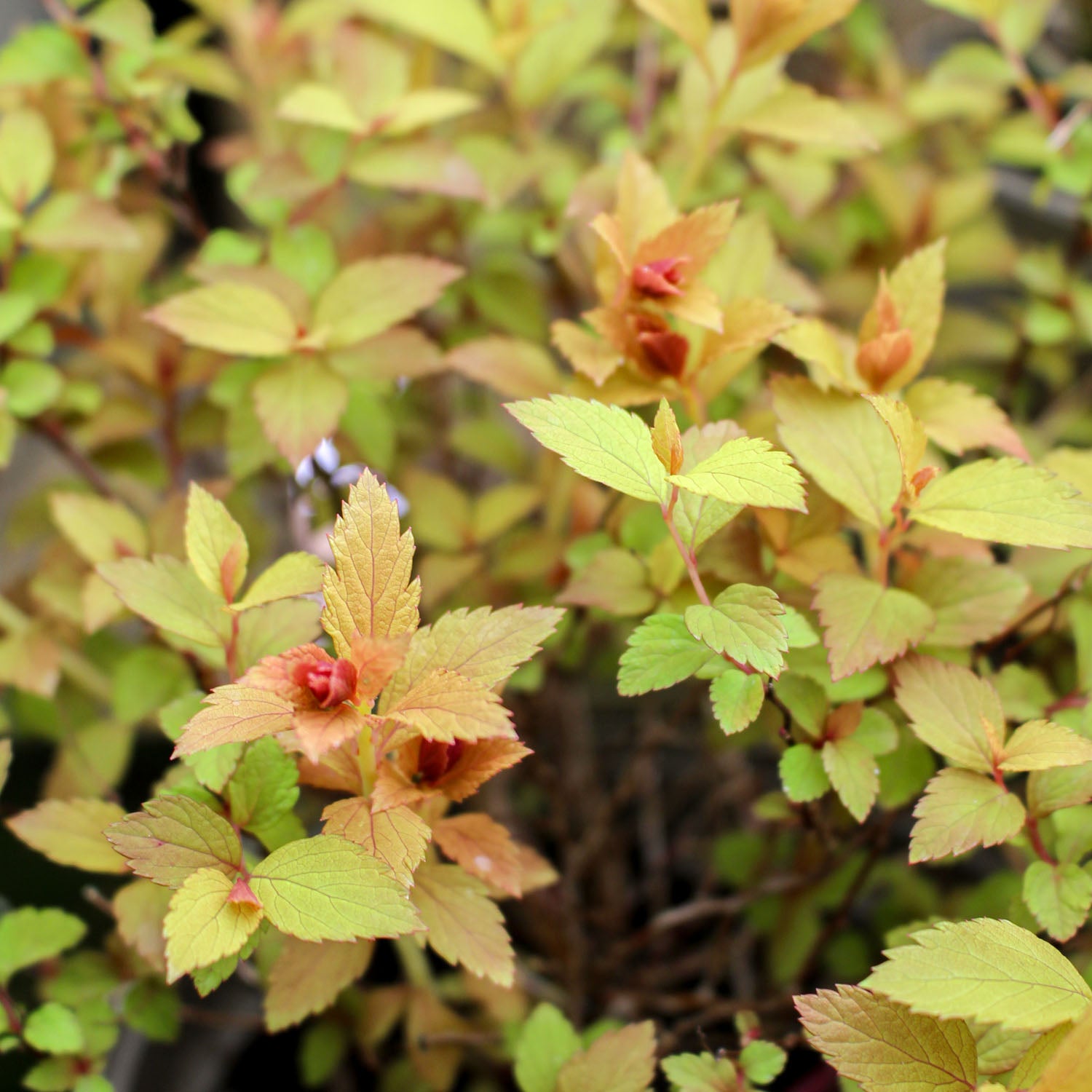 Spiraea Walbertons Magic Carpet 2L