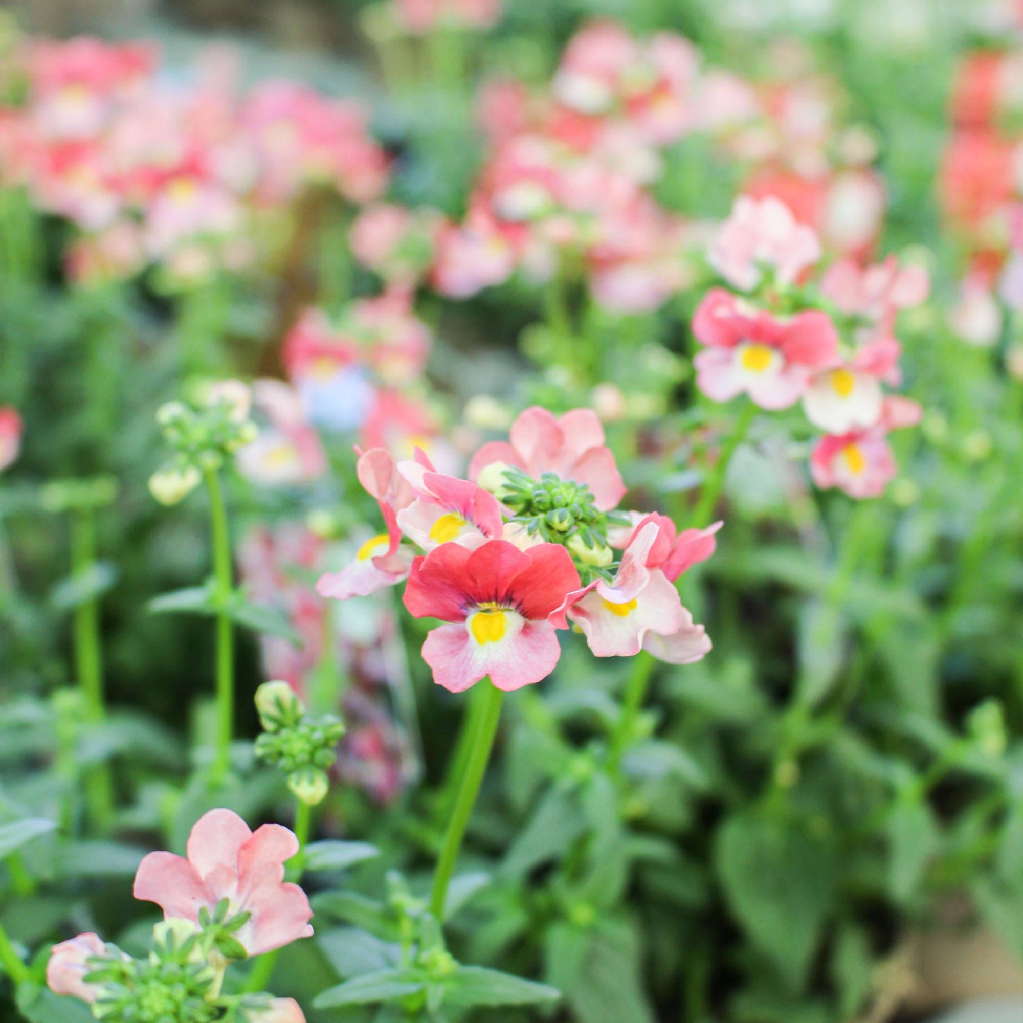 Nemesia ‘Ayana’ 1L