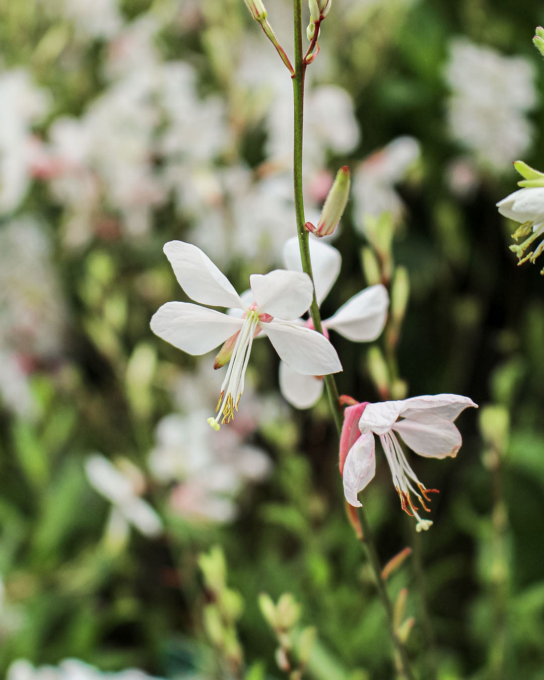 Gaura Walbertons Snow Fountain 2L