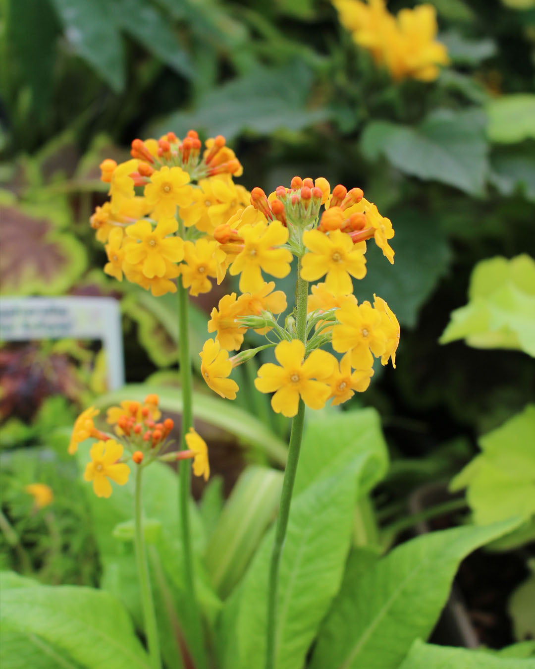 Primula Harlow Carr 1L