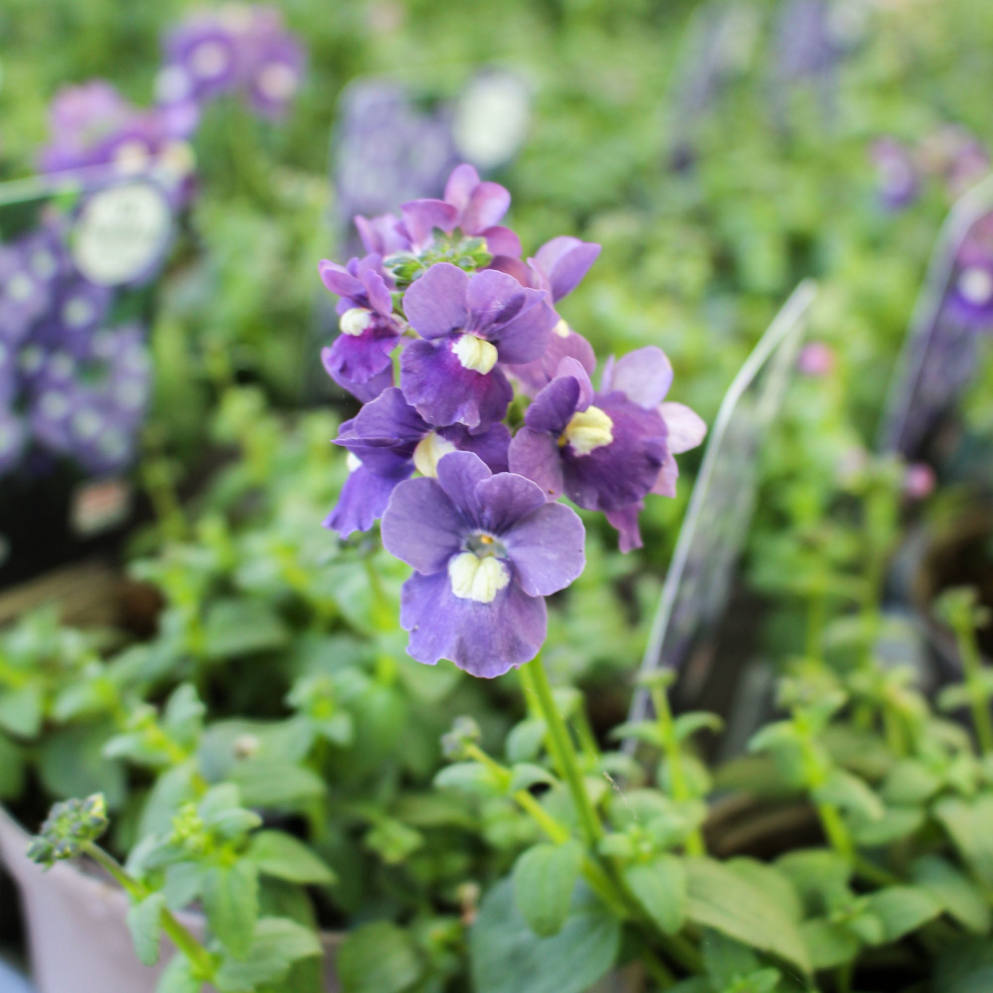 Nemesia ‘Sapphire’ 1L