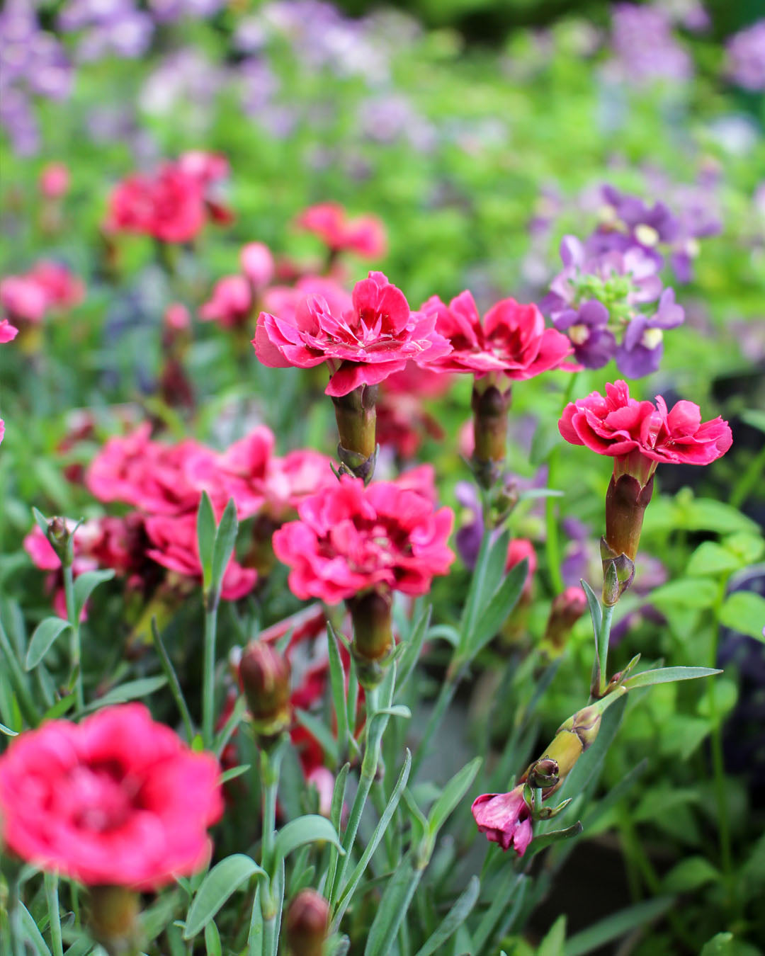 Dianthus Dwarf 'Diantica Purple Max' 1L