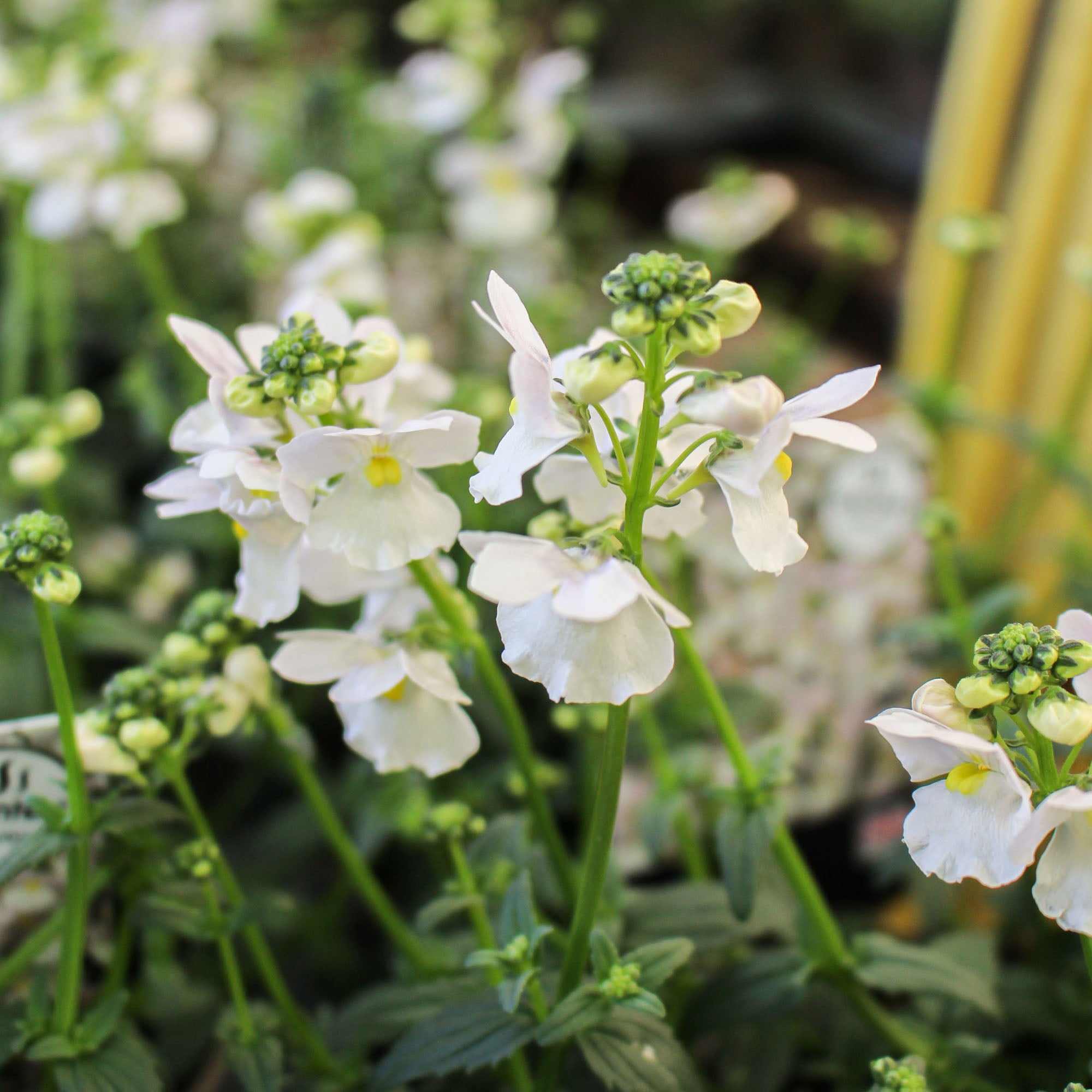 Nemesia ‘Wisley Vanilla’ 1L