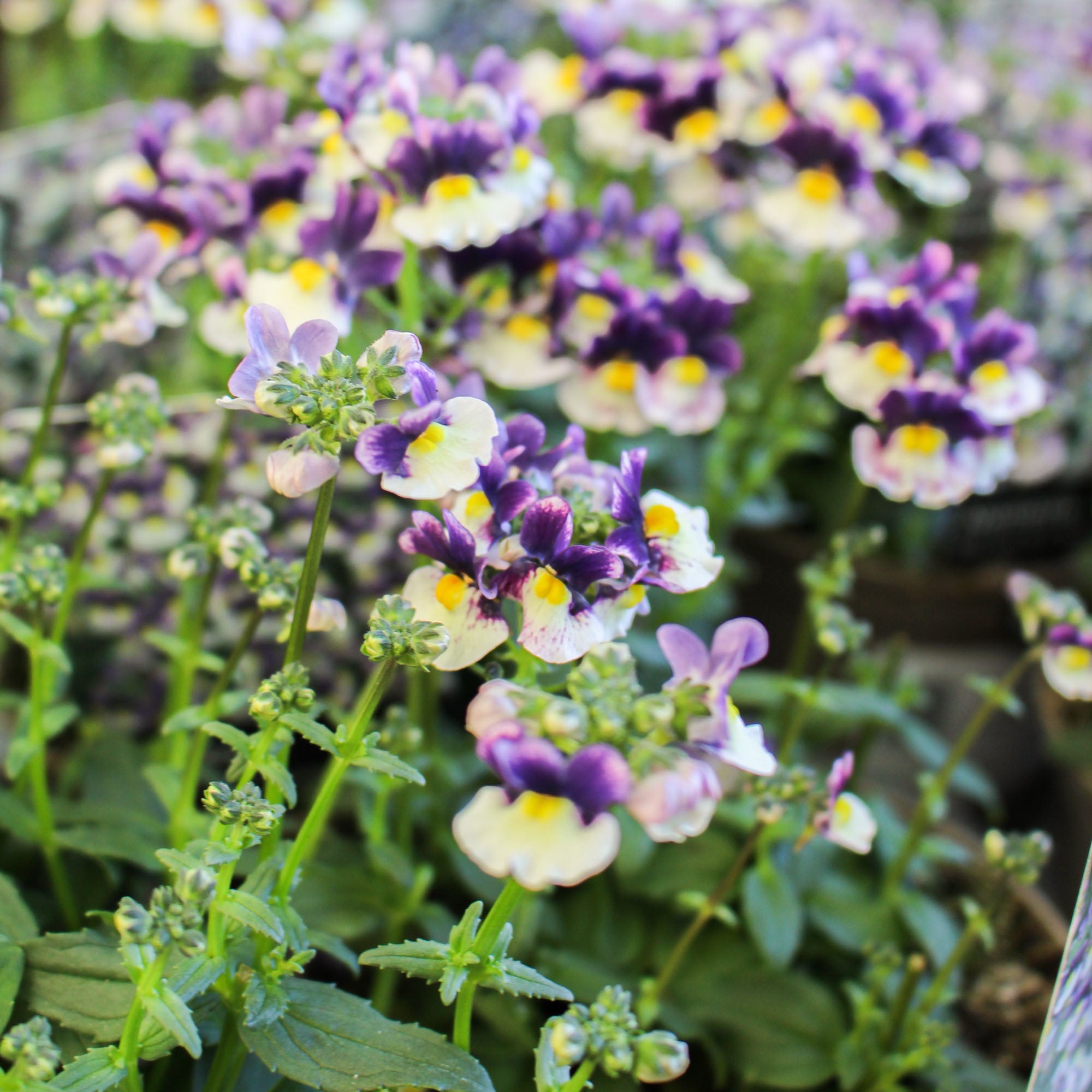 Nemesia ‘Berries &amp; Cream Improved’ 1L
