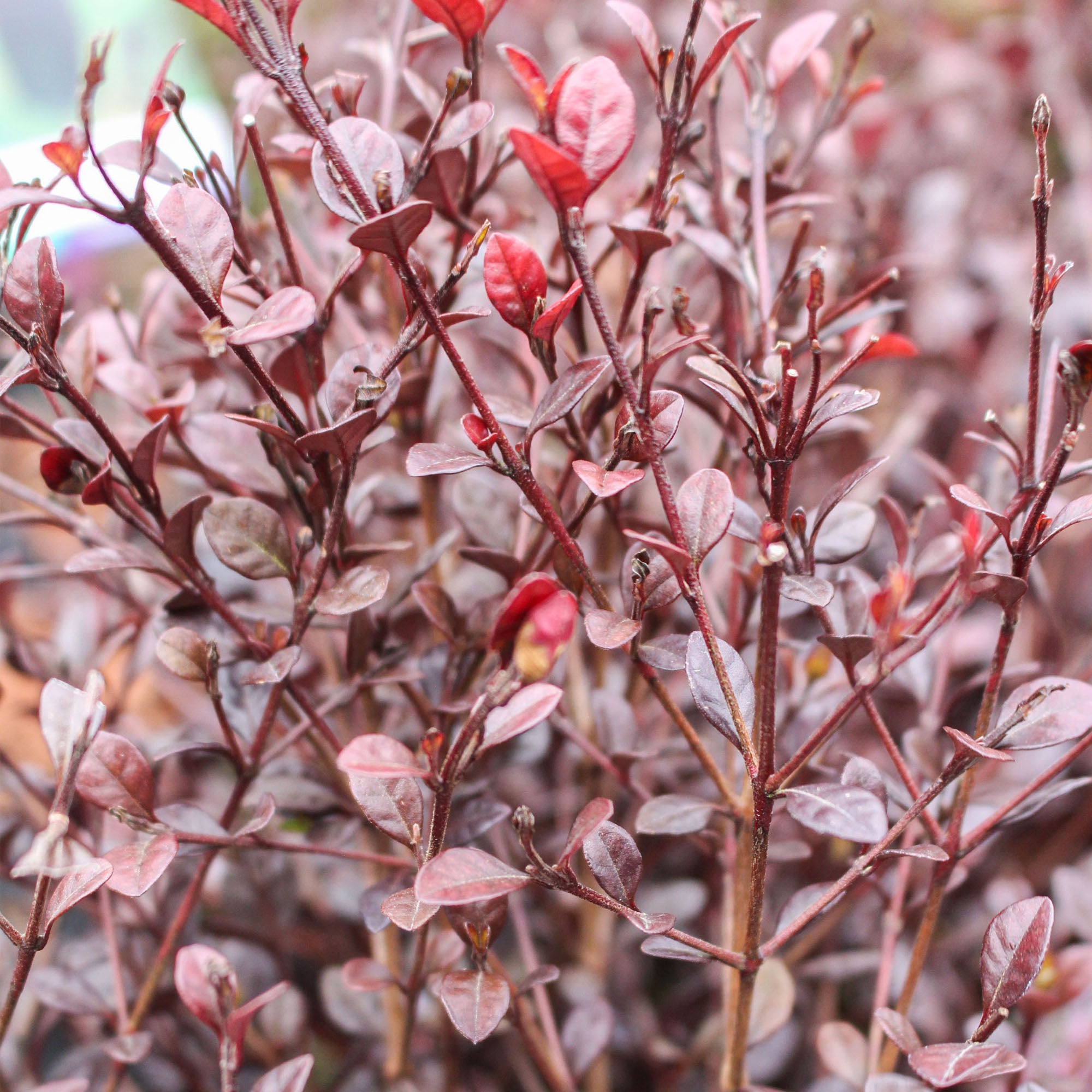 Lophomyrtus X Ralphii Red Dragon 3L