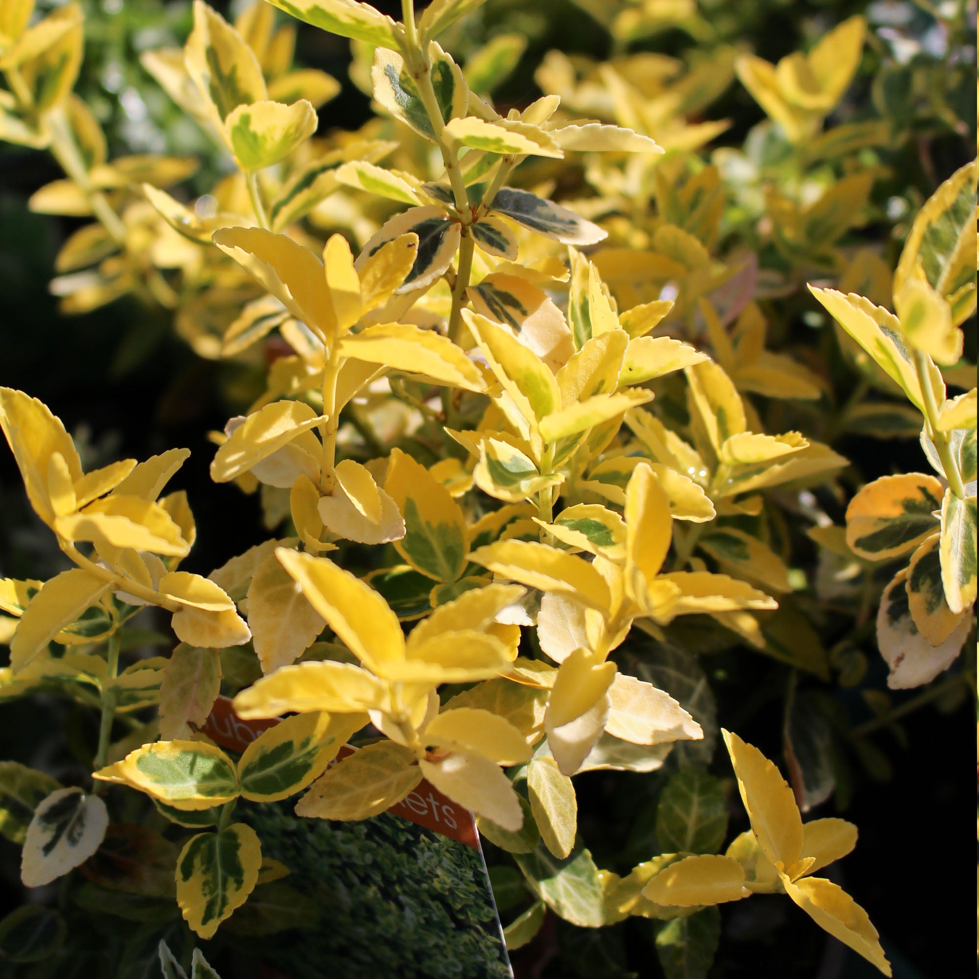 Euonymus Emerald & Gold 11cm