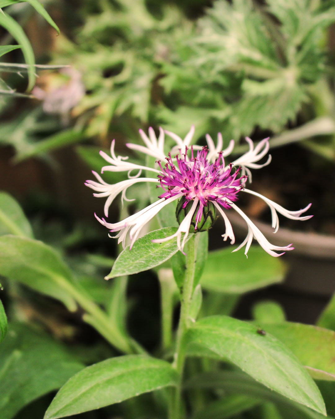 Centaurea 'Knapweed' Amethyst In Snow 2L