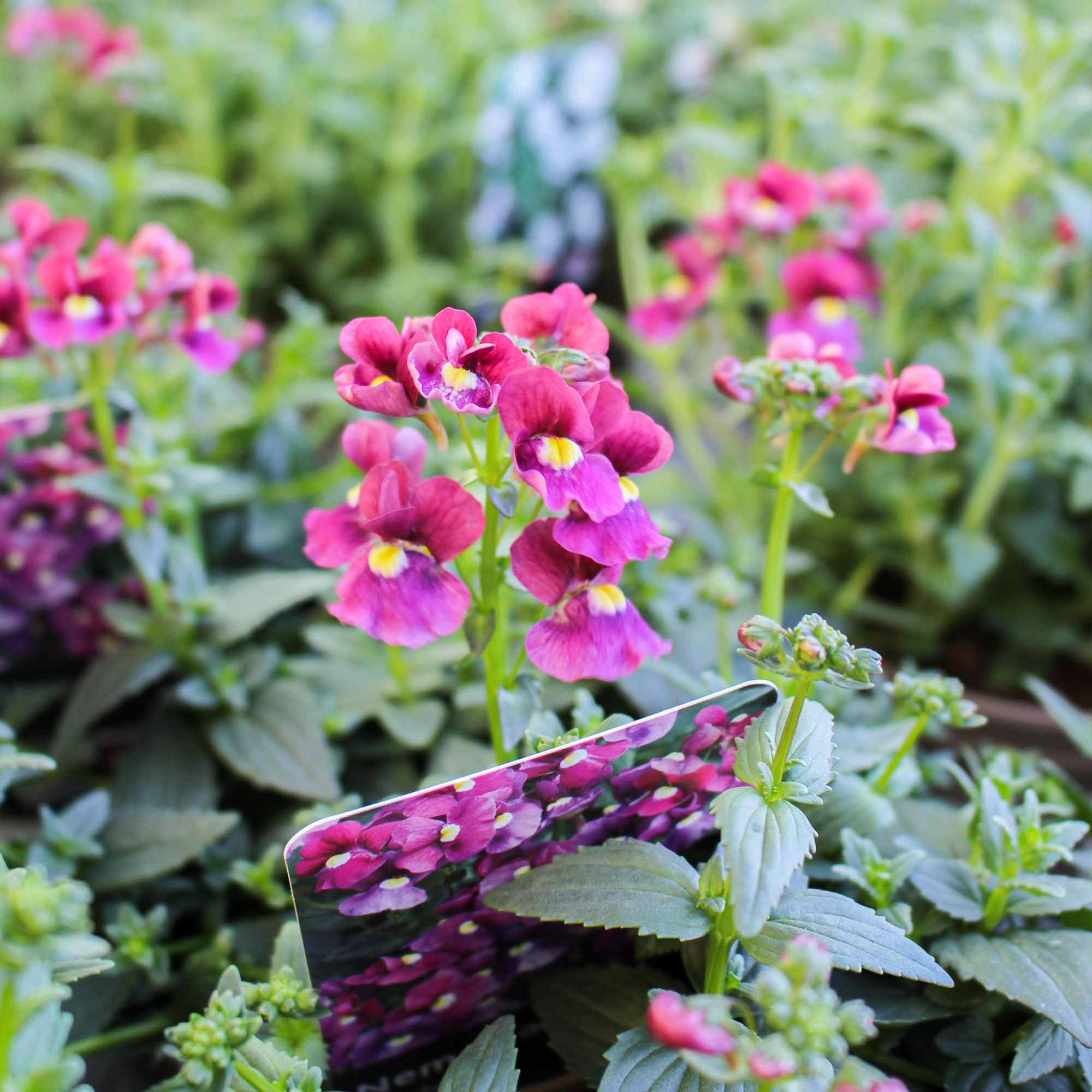 Nemesia ‘Bordeaux’ 1L